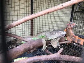 Borongan iguana dan kandang