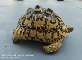 Kura Darat Tortoies SUPER Pardalis Leopard Pyramid 30cm Betina