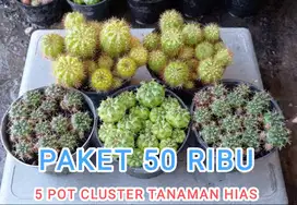 Paket Tanaman Hias Cluster Kaktus