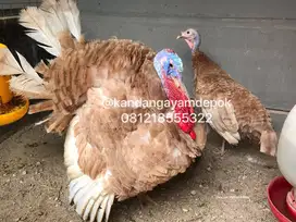 Ayam kalkun sepasang