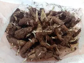 Bibit Bunga Sedap Malam Siap Tanam | Harga Per kg