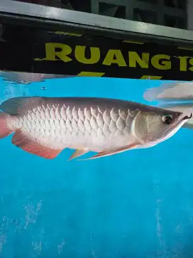 Arowana golden red RTG SUMO 30 up