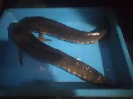 Ikan Gabus hidup segar setengah kg