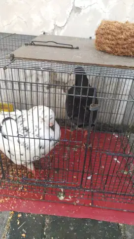 Burung dara show king