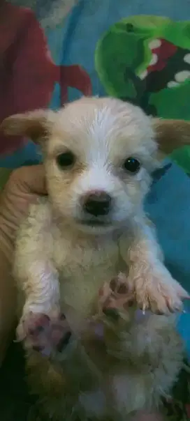 Anak anjing mix Chihuahua