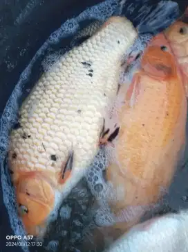 Ikan Mas super.