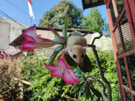 Sugar Glider leucistik