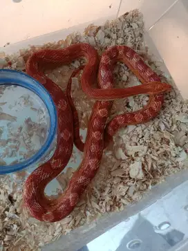 Corn Snake amel