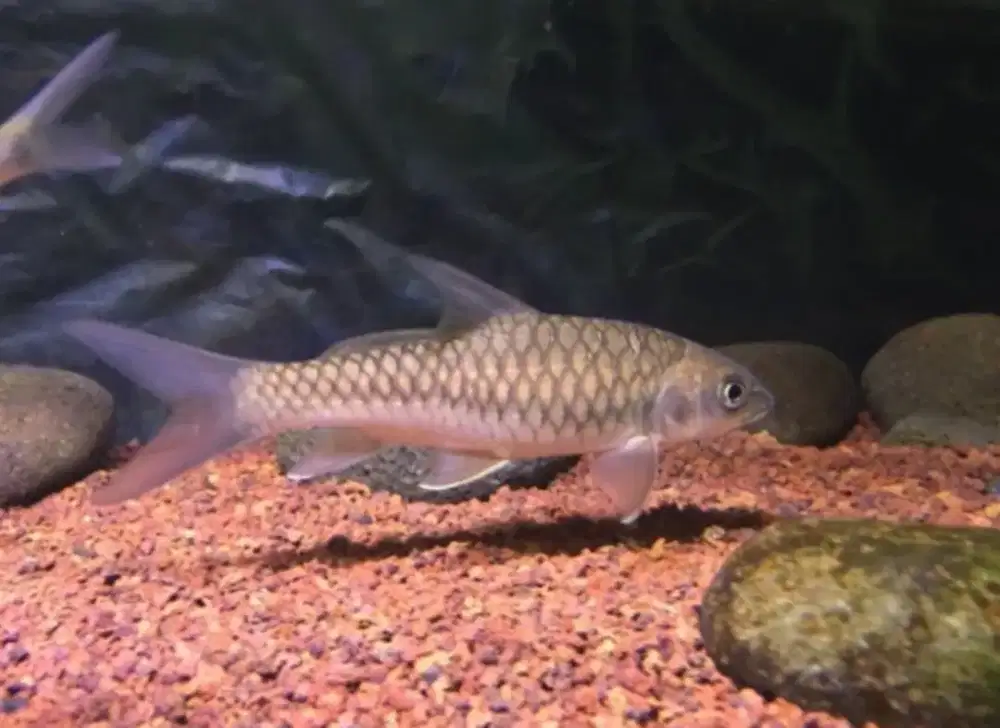 Ikan Dewa Mahser