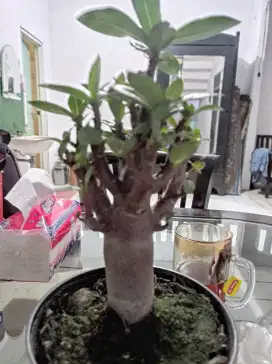Adenium red skin