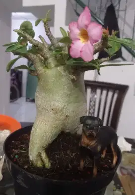 Adenium goji champ