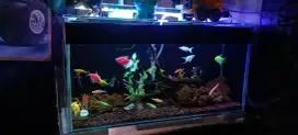 Aquarium fullsett baru siap pakai