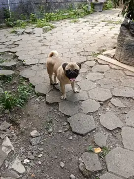 Pejantan pacak pug