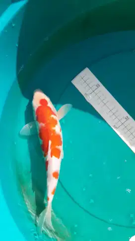 Ikan koi Kohaku 34cm Blitar warna strong