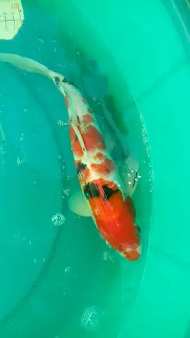 Ikan koi Sanke uk 31cm grade A