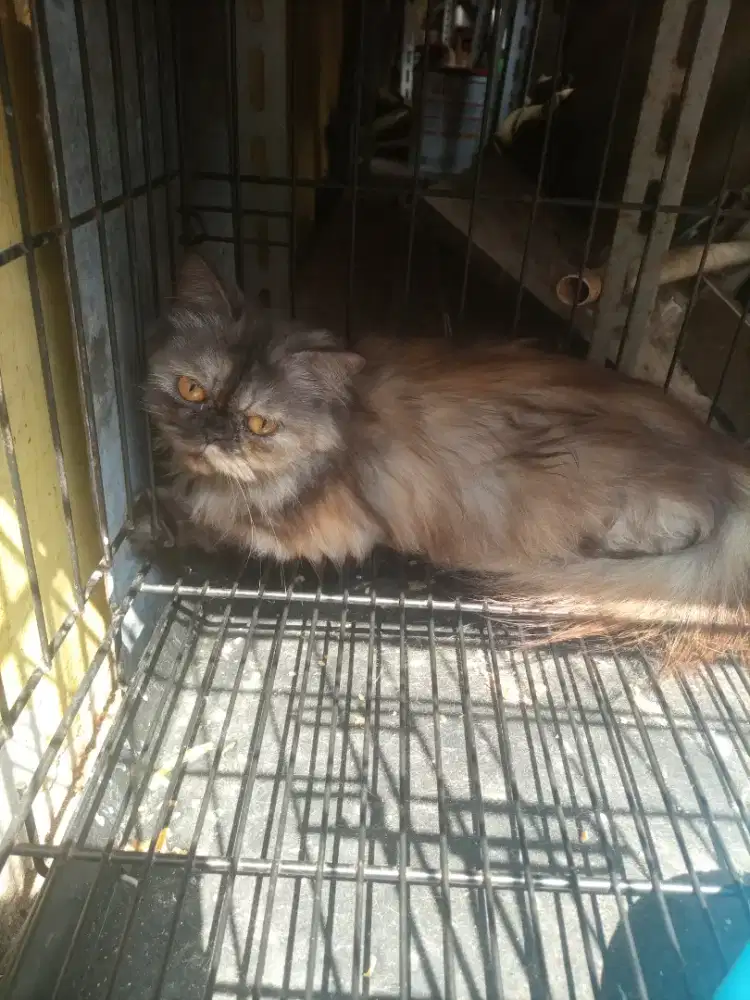 persia flatnose betina