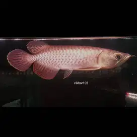 Ikan Arwana Arowana