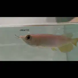 Ikan arwana golden red Mulut Hiu arowana