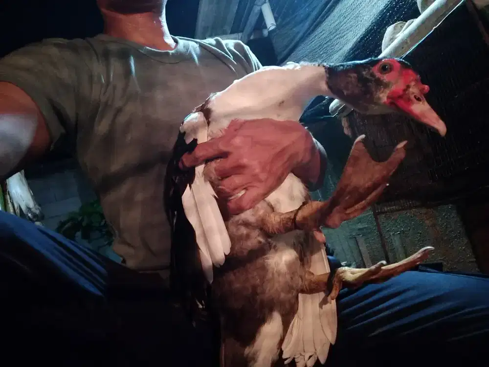Dijual entok / nila / bebek