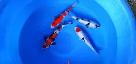 Ikan koi blitar
