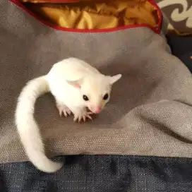 Sugar Glider SG Leucistic