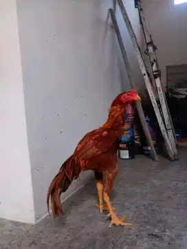 Ayam shamo super dr silangn shamo x aseel asli luar negeri