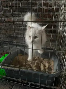 Dijual Kucing White Persia Blue Eyes Lincah Sehat