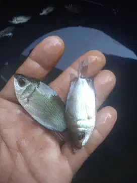 Jual bibit ikan tembakang ikan redy di kolam yg minat cat wA