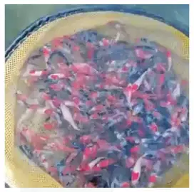 Bibit Ikan hias koi F1