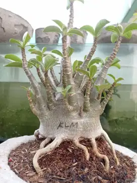 Adenium kalamae prokar
