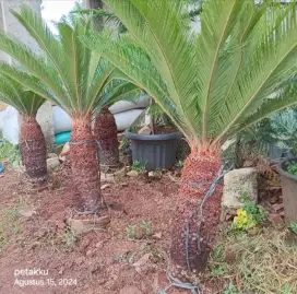 Palm sikas berbagai ukuran