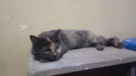 Kucing persia 4 ekor