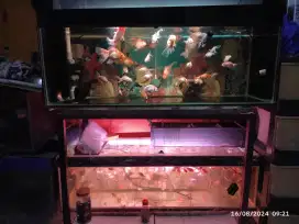 Aquarium set beserta ikan mas koki biang dan anakan