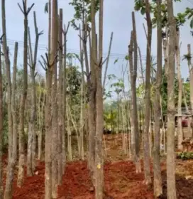 Pohon pule tunggal tinggi 3/4/5 meter diameter batang 10/15