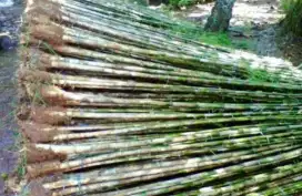 Pohon bambu jepang pagar tinggi 2meter