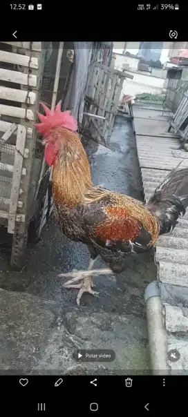 Ayam pelung cianjur