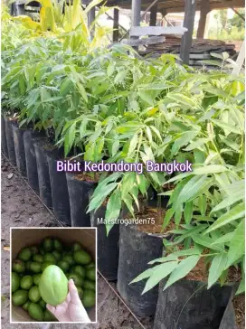 Bibit Kedondong Bangkok Tinggi 40 cm