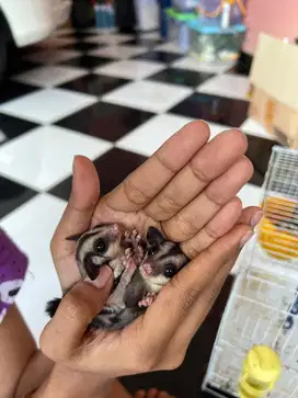 Sugar Glider Joey Classic Grey