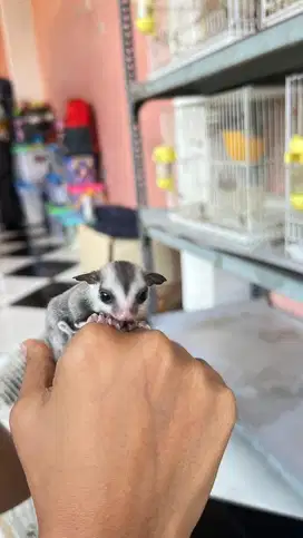 Sugar Glider White Face