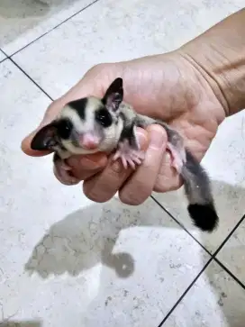 Sugar Glider Clasic Grey Joey Het Plat Leu