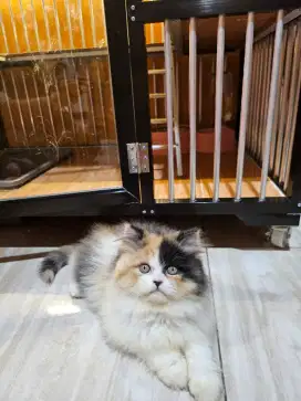 2 Kucing persia + kandang