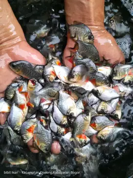 ikan bawal berkualitas bibit unggul