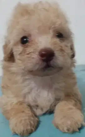 ready anjing poodle asli  jantan dan betina