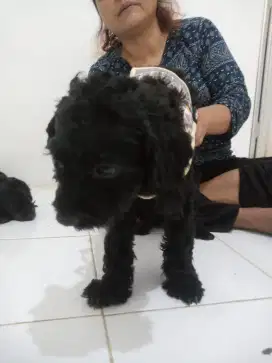 Poodle Jantan Black