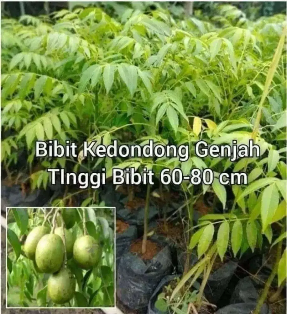 Bibit Kedondong Genjah Cepat Berbuah