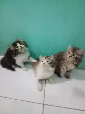 Kucing Anggora Medan