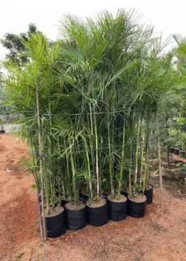 Pohon palem komodoria tinggi 1 meteran