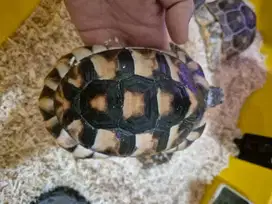 Marginata tortoise kura kura Marginata 15 cm