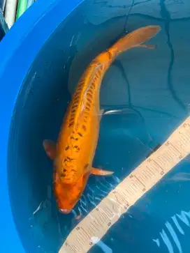 Koi kikukuryu 40 cm an