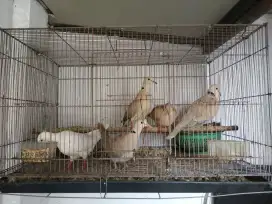 Burung Puter Pelung Produksi